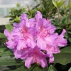 Рододендрон (Rhododendron) крупноцветковый 'Pink Purple Dream' 30-40 С5 ПЧ/25
