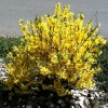 Форзиция промежуточная (Forsythia intermedia) Миниголд С3 СП/25