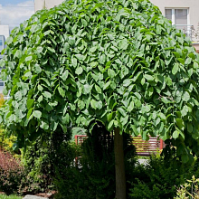 Основное изображение товара