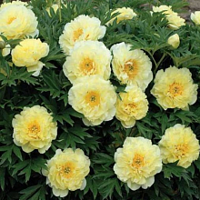 Основное изображение товара