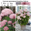 Гортензия древовидная (Hydrangea arborescens) Кандибель Баблгам  С3 СП/26