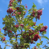 Рябина обыкновенная (Sorbus aucuparia) Титан 150-200 С15 РГр/26