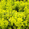 Барбарис Тунберга (Berberis thunbergii) Голден Горизонт 30-50 С3 ПА/24