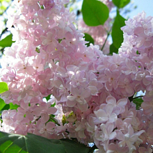 Основное изображение товара