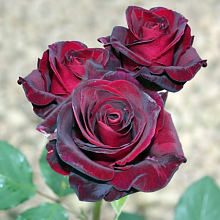 Основное изображение товара