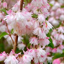 Основное изображение товара