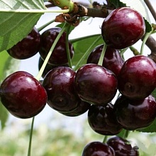 Вишня Владимирская (средняя)