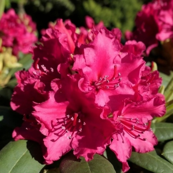 Основное изображение товара