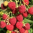 Малина 