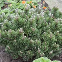 Основное изображение товара