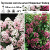 Гортензия метельчатая (Hydrangea paniculata) Меджикал Файер  С2 СП/25