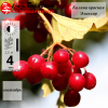 Калина красная "Эликсир" на фото