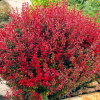 Барбарис Тунберга (Berberis thunbergii) Ред Компакт С3 СП/24