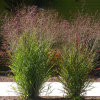 Просо прутьевидное (Panicum virgatum) С3 РФр/26