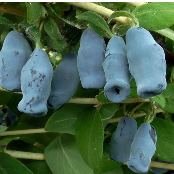 Основное изображение товара