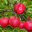 Яблоня красномясая 