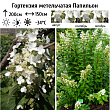 Гортензия метельчатая 