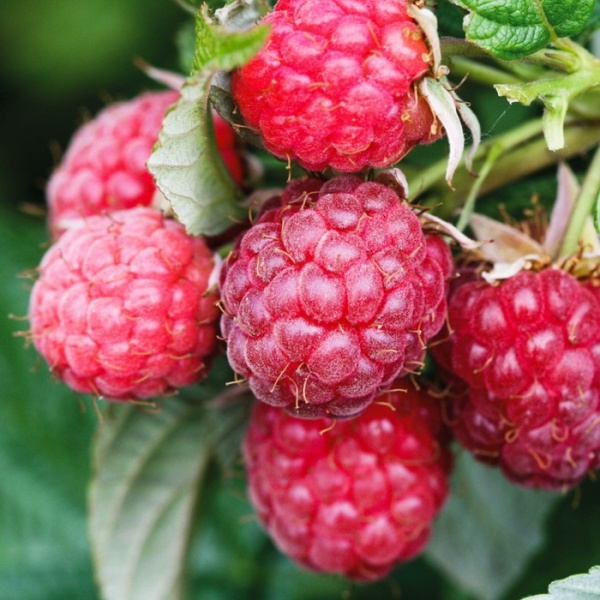 Основное изображение товара