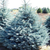 Ель колючая (Picea pungens) Систер Блю 70-80 С20 ГЕ/25