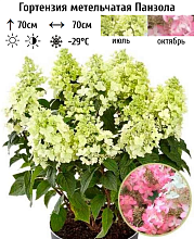 Основное изображение товара