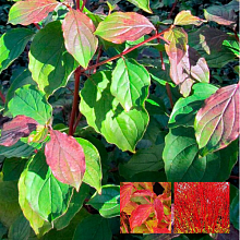 Основное изображение товара