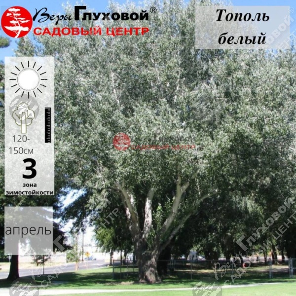 Тополь белый на фото