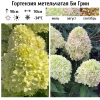 Гортензия метельчатая (Hydrangea paniculata) Би Грин С3 НАп/25