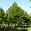 Липа европейская (Tilia europaea) Паллида 12/14 400-450 ТС40 ГВр/26