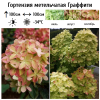 Гортензия метельчатая (Hydrangea paniculata) Граффити 2-3вет ОКС СП/25