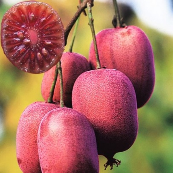 Основное изображение товара