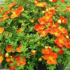 Лапчатка кустарниковая "Оранж Стар" на фото