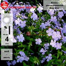 Основное изображение товара