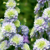 Дельфиниум (Delphinium) Хайлендер Пурпл Сюрпрайз С3 ГлХ/26