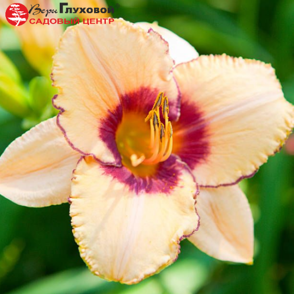 Основное изображение товара