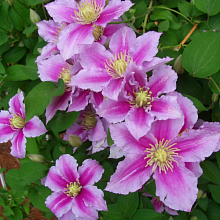 Основное изображение товара