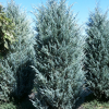 Можжевельник скальный (Juniperus scopulorum) Мунглоу   Р9 ГлХ/26