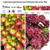 Гортензия крупнолистная "Ребелион Пистачио Лав" на фото