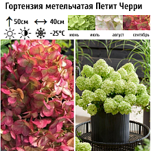 Основное изображение товара