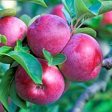 Рисунок 324.jpg