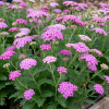 Тысячелистник обыкновенный (Achillea millefolium) Претти Белинда С2 ГлХ/26