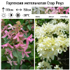 Гортензия метельчатая (Hydrangea paniculata) Стар Роуз  С3 СП/25