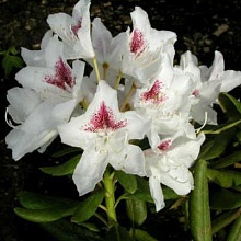 Основное изображение товара