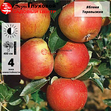 Яблоня Торопыжка (осенний сорт)