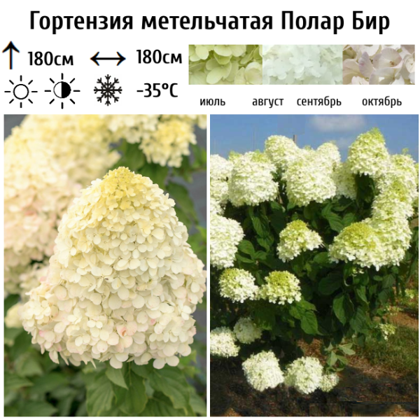 Основное изображение товара