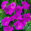 Герань кроваво-красная (Geranium sanguineum) Тини Монстр С3 СП/24