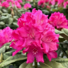 Рододендрон (Rhododendron) крупноцветковый 'Hellikki' 40-50 С15 ПЧ/26