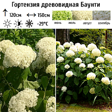 Основное изображение товара