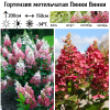 Гортензия метельчатая (Hydrangea paniculata) Пинки Винки 2-3вет ОКС СП/25