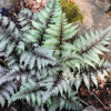 Кочедыжник ниппонский (Athyrium niponicum) Пьютер Лейс Р8 РГПл/26