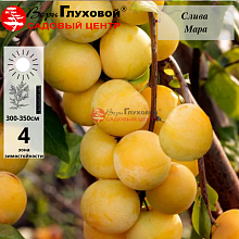 Слива Мара (поздний сорт)